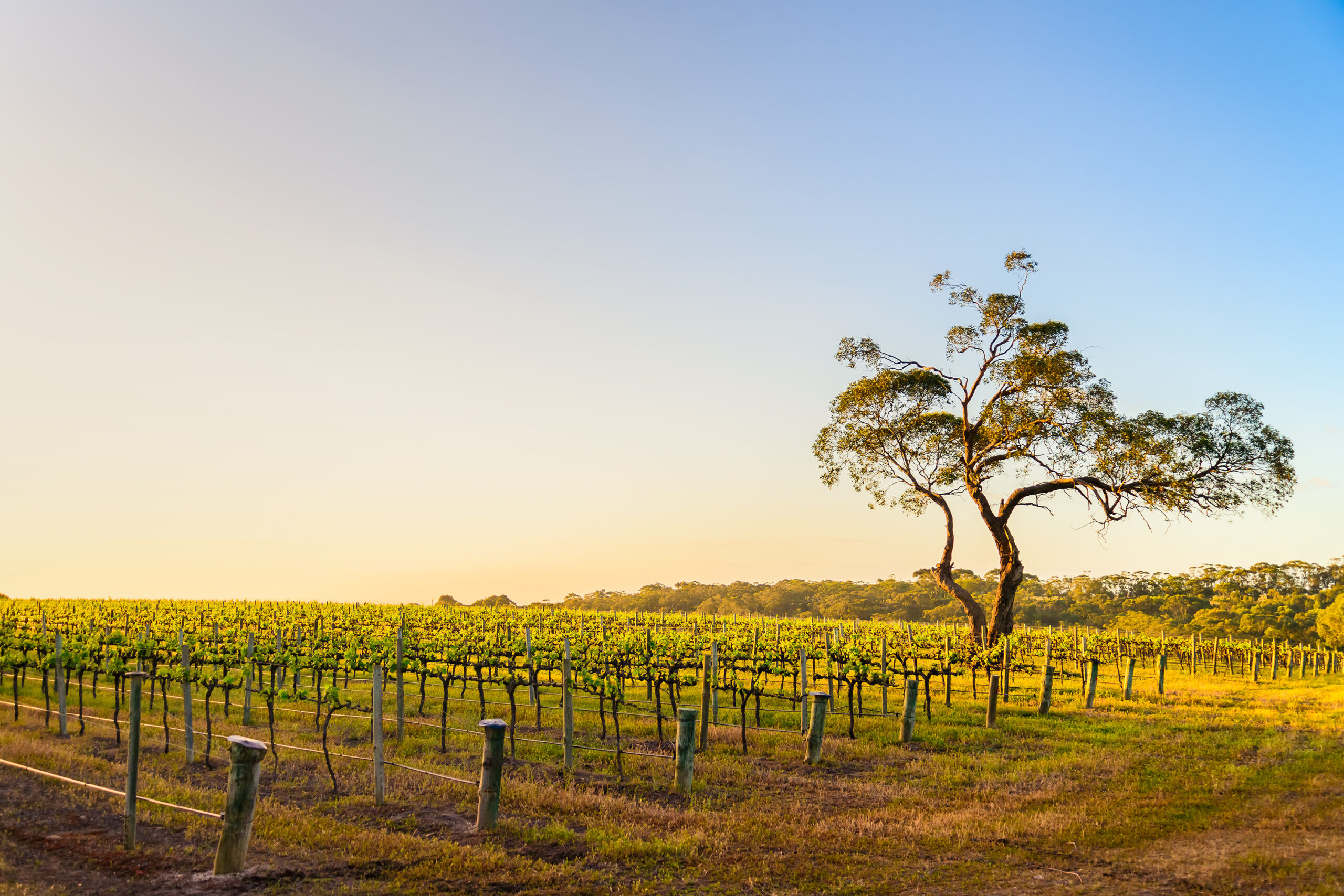 Onkaparinga River vineyard and a tree at sunset, South Australia