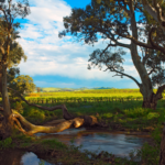 Barossa Valley, SA