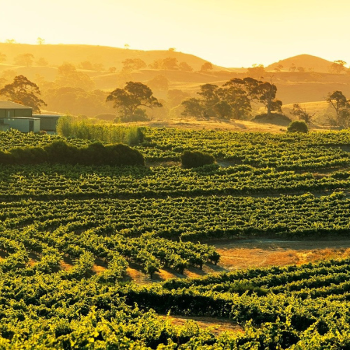 Mungo Valley Canva (10)